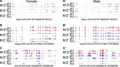 Zfp57 Exerts Maternal and Sexually Dimorphic Effects on Genomic Imprinting